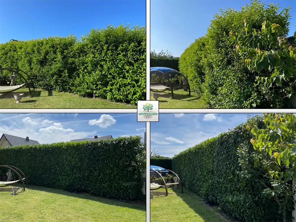 Vorher-Nachher: hohe Gartenhecke sauber in Form geschnitten